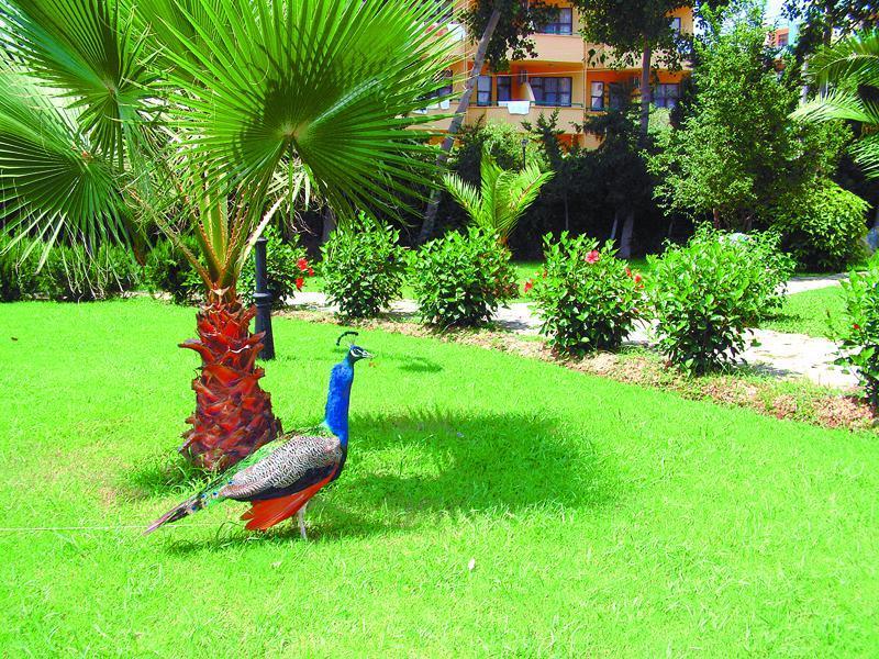Green Peace Hotel Mahmutlar Kültér fotó